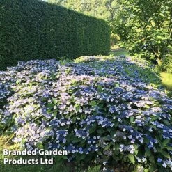 Hydrangea Serrata 'Magic Pillow' -Greenworld Zone HYDR MAGICPILL S34980