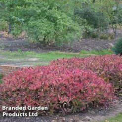 Hydrangea Serrata 'Magic Pillow' -Greenworld Zone HYDR MAGICPILL S34981
