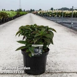 Hydrangea Serrata 'Magic Pillow' -Greenworld Zone HYDR MAGICPILL S45818