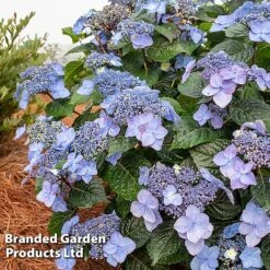 Hydrangea 'Endless Summer POP STAR' -Greenworld Zone HYDR POPSTARBL S48099