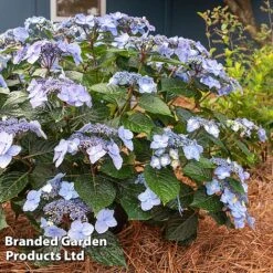Hydrangea 'Endless Summer POP STAR' -Greenworld Zone HYDR POPSTARBL S48100