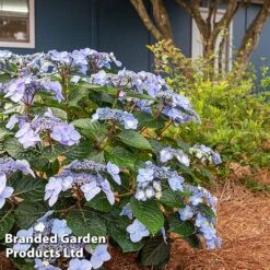 Hydrangea 'Endless Summer POP STAR' -Greenworld Zone HYDR POPSTARBL S48101