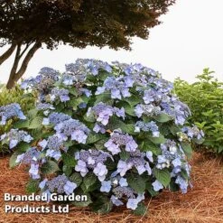 Hydrangea 'Endless Summer POP STAR' -Greenworld Zone HYDR POPSTARBL S48102