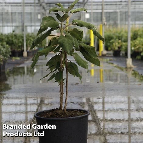 Hydrangea Aspera 'Sargentiana' 2 Hydrangea Aspera 'Sargentiana' - Image 2