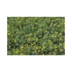 Hypericum Kalmianum 'Blue Velvet' -Greenworld Zone HYPE T66261 A h