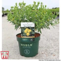 Hypericum Kalmianum 'Blue Velvet' -Greenworld Zone HYPE T66261 C