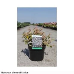 Hypericum X Moserianum 'Tricolor' -Greenworld Zone HYPE T66264 B h