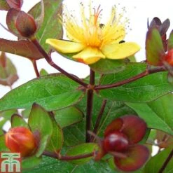 Hypericum 'Magical Red Flame'