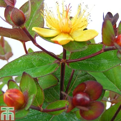 Hypericum 'Magical Red Flame' 1 Hypericum 'Magical Red Flame'
