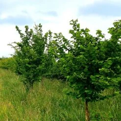 Hazel Tree (Corylus Avellana) Grown By Cotswold Trees -Greenworld Zone Hazel3