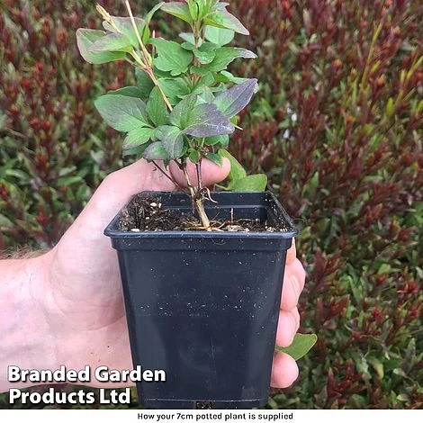 Clematis Florida 'Taiga' 2 Clematis Florida 'Taiga' - Image 2