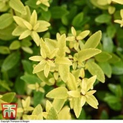 Holly Triflora Var. Kanehirae 7 Holly Triflora Var. Kanehirae -Greenworld Zone ILEX T28604 A1