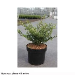 Holly 'Stokes' 7 Holly 'Stokes' -Greenworld Zone ILEX T66265 A h