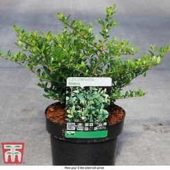 Holly 'Stokes' 6 Holly 'Stokes' -Greenworld Zone ILEX T66265 D