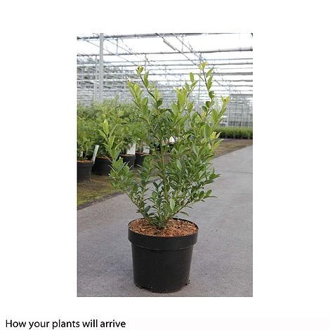 Holly Triflora Var. Kanehirae 2 Holly Triflora Var. Kanehirae - Image 2