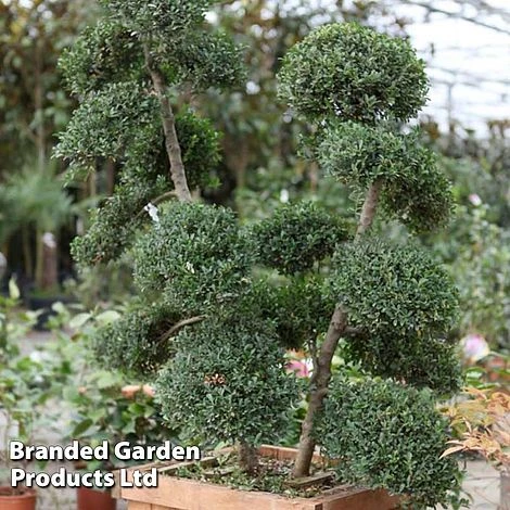 Ilex Crenata 'Green Hedge' 1 Ilex Crenata 'Green Hedge'
