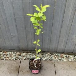 Bird Cherry Tree (Prunus Padus) Grown By Cotswold Trees -Greenworld Zone IMG 2382 160523