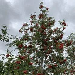 Rowan Tree (Sorbus Aucuparia) Grown By Cotswold Trees -Greenworld Zone IMG 7250