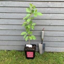 Wild Cherry Tree (Prunus Avium) Grown By Cotswold Trees -Greenworld Zone IMG 88461