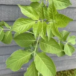 Elder Tree (Sambucus Nigra) Grown By Cotswold Trees -Greenworld Zone IMG 8866