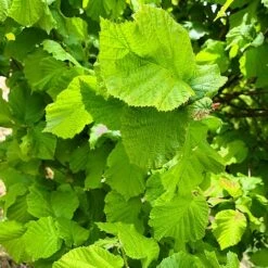 Hazel Tree (Corylus Avellana) Grown By Cotswold Trees -Greenworld Zone IMG 9469