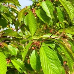 Wild Cherry Tree (Prunus Avium) Grown By Cotswold Trees -Greenworld Zone IMG 94711