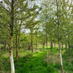 Silver Birch Tree (Betula Pendula) Grown By Cotswold Trees -Greenworld Zone IMG 9474