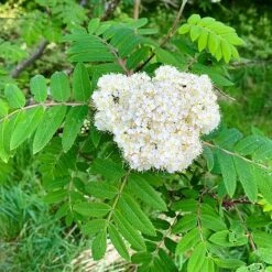 Rowan Tree (Sorbus Aucuparia) Grown By Cotswold Trees -Greenworld Zone IMG 9538