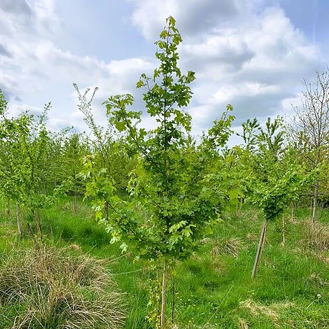 Field Maple Tree (Acer Campestre) Grown By Cotswold Trees 2 Field Maple Tree (Acer Campestre) Grown By Cotswold Trees - Image 2