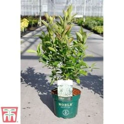 Itea Virginica 'Little Henry' -Greenworld Zone ITEA TKA3196 B