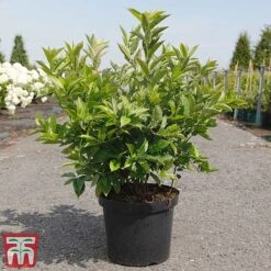 Itea Virginica 'Little Henry' -Greenworld Zone ITEA TKA3196 C