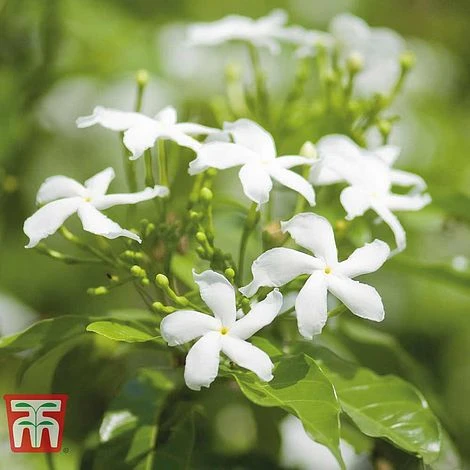 Jasminum Officinale 1 Jasminum Officinale