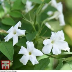 Jasminum Officinale 6 Jasminum Officinale -Greenworld Zone JASM T40073 D