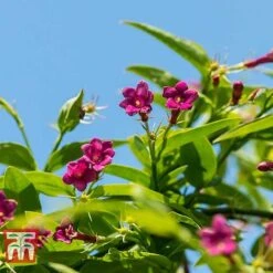 Jasminum Beesianum -Greenworld Zone JASM T55653 B