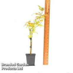 Jasminum Officinale 7 Jasminum Officinale -Greenworld Zone JASM OFFICI9CM T43487