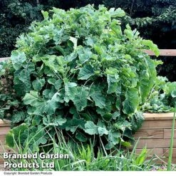 Kale 'Daubenton's Green' -Greenworld Zone KALE DAUBENTON U46760