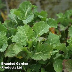 Kale 'Daubenton's Green' -Greenworld Zone KALE DAUBGREEN S493261