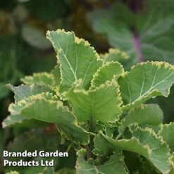 Kale 'Daubenton's Duo' -Greenworld Zone KALE DAUBVARIE S49325