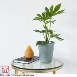 Fatsia Japonica 'Spiders Web' -Greenworld Zone KB0814 FATS 2