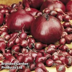 New Products 7 Onion Triple Pack (Autumn Planting)