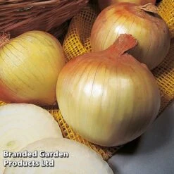 Onion Triple Pack (Autumn Planting) -Greenworld Zone KC2347 3
