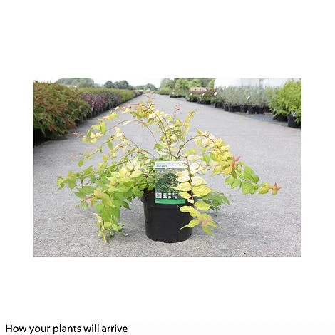 Kolkwitzia Amabilis 'Maradco' 2 Kolkwitzia Amabilis 'Maradco' - Image 2