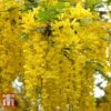 Laburnum Anagyroides