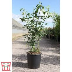 Laburnum X Watereri 'Vossii' -Greenworld Zone LABU TKA3212 A