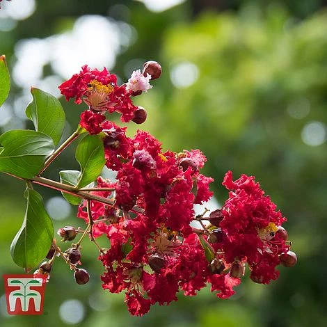 Lagerstroemia Indica 'Double Feature' 1 Lagerstroemia Indica 'Double Feature'