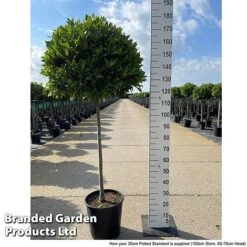 Laurus Nobilis (Standard) -Greenworld Zone LAUR NOBILISTD S52049