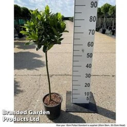 Laurus Nobilis (Standard) -Greenworld Zone LAUR NOBILISTD S52051