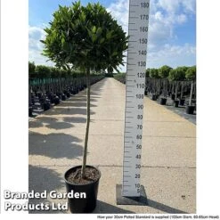 Laurus Nobilis (Standard) -Greenworld Zone LAUR NOBILISTD S52054