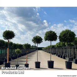 Laurus Nobilis (Standard) -Greenworld Zone LAUR NOBILISTD S52055
