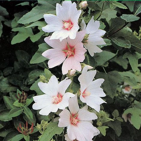 Lavatera X Clementii 'Barnsley' 1 Lavatera X Clementii 'Barnsley'